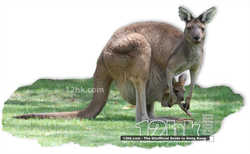 Kangaroo & joey found in Perth